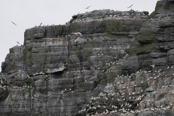 A massive colony of seabirds perched on the rocky cliffs of Little Skellig, with birds in flight above the stone face. The gray stone and white birds create a striking natural scene.