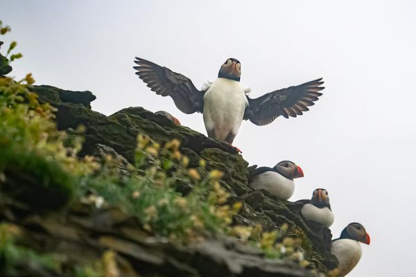  A puffin spreading its wings on the cliffside with other puffins resting nearby. The puffin colony adds to the natural wonder of Skellig Michael, a factor that often makes visitors feel Skellig Michael is worth it for wildlife lovers.
