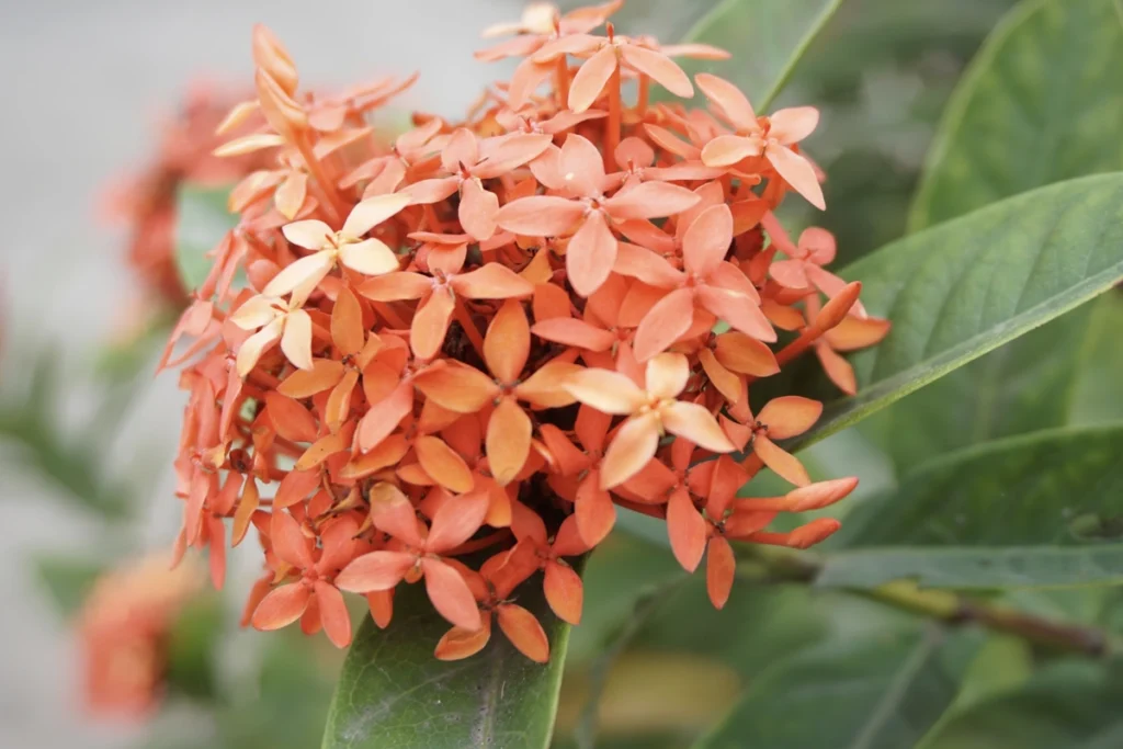 Close-up of flowers in Hanoi, Vietnam