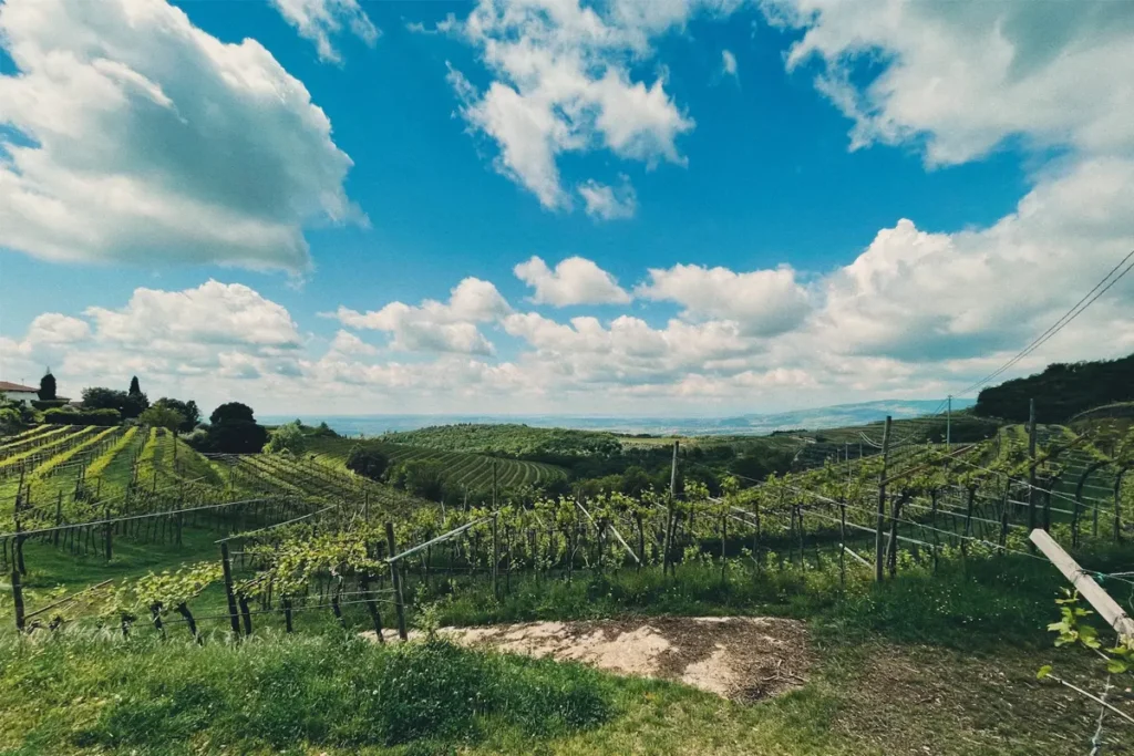 A lush vineyard in Tuscany with rows of grapevines under a bright blue sky.